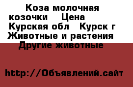 Коза молочная, козочки. › Цена ­ 3 000 - Курская обл., Курск г. Животные и растения » Другие животные   